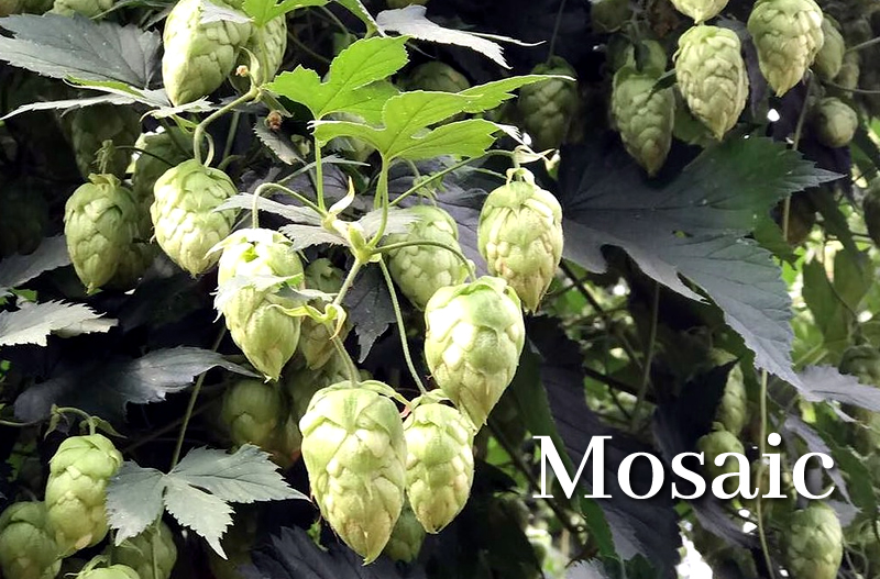 Cone flower pods of Mosaic hops growing on hop plant
